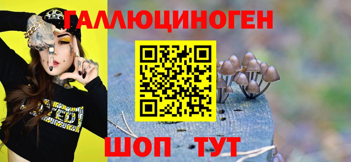 Галлюциногенные грибы Psilocybe Сальск