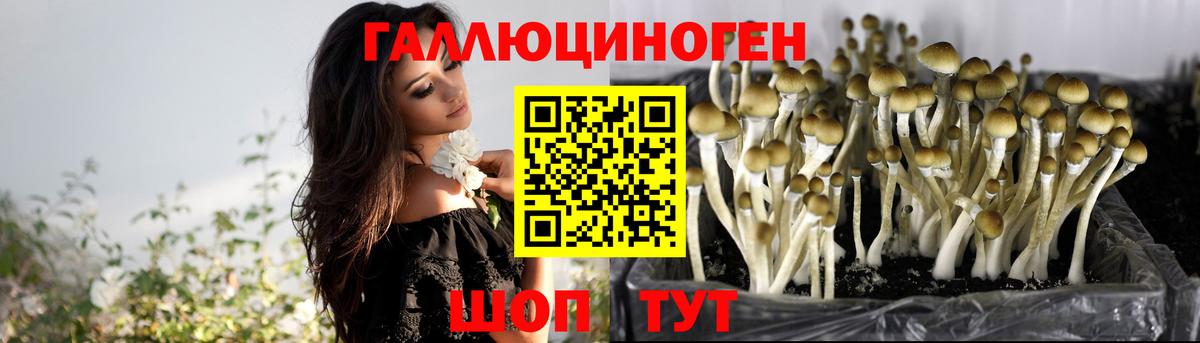 Галлюциногенные грибы Psilocybe  Вход с VPN  Сальск  Псилоцибиновые грибы мухоморы 